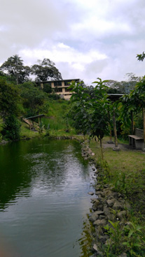 Green Crowned woodnymph at San Jorge de Tandayapa Eco-Lodge & Hummingbird Sanctuary